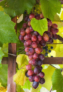 [Image: Grapes on Vine]
